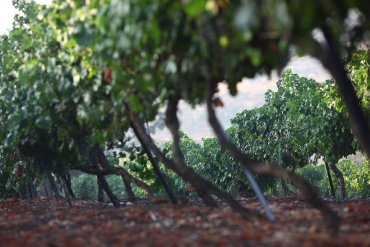 Israeli vineyard