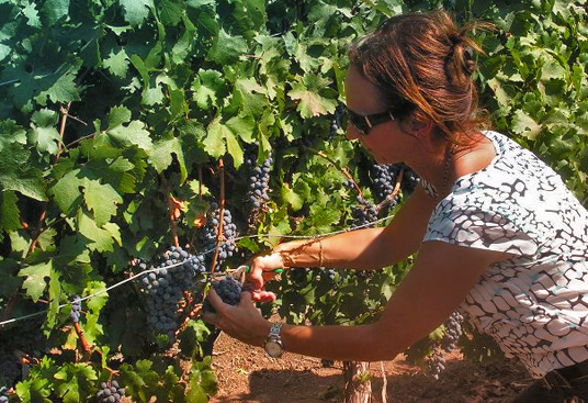 Israeli vineyard